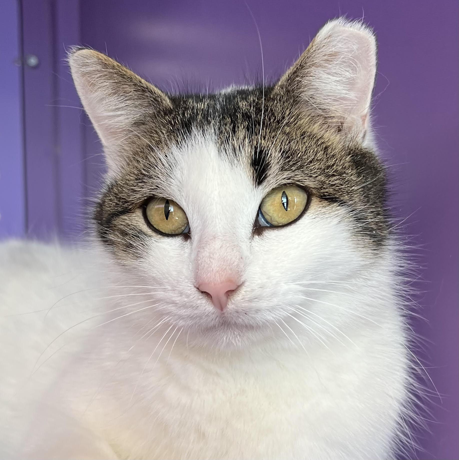 Enlarge Bianca, a ADOPTABLE Domestic Short Hair in Northville, MI image 1/2