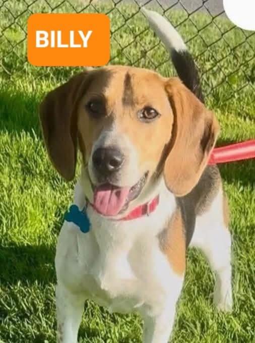 Billy, ADOPTABLE, Young Male Beagle.