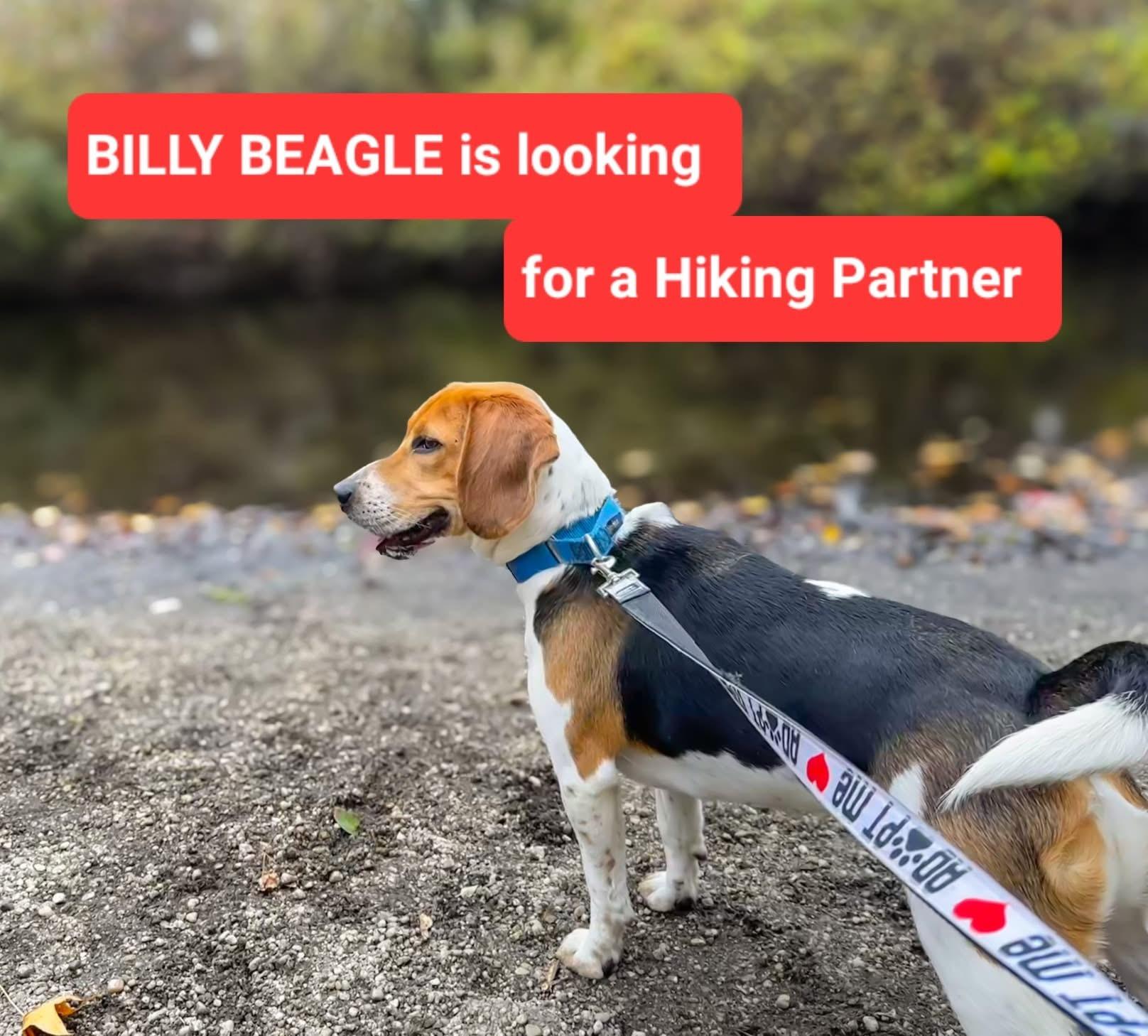 Billy, a ADOPTABLE Beagle in Ferndale, WA image 3/3