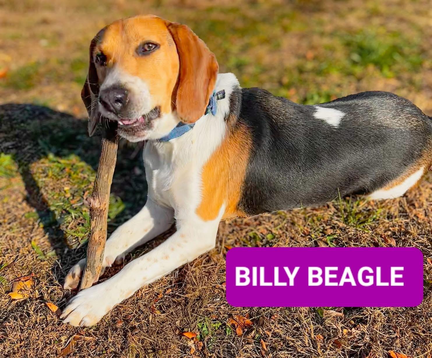 Billy, a ADOPTABLE Beagle in Ferndale, WA image 2/3