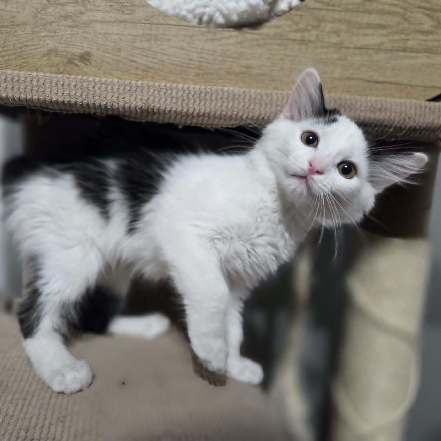 SPARROW, an adopted Domestic Medium Hair in Loveland, CO image 2/4