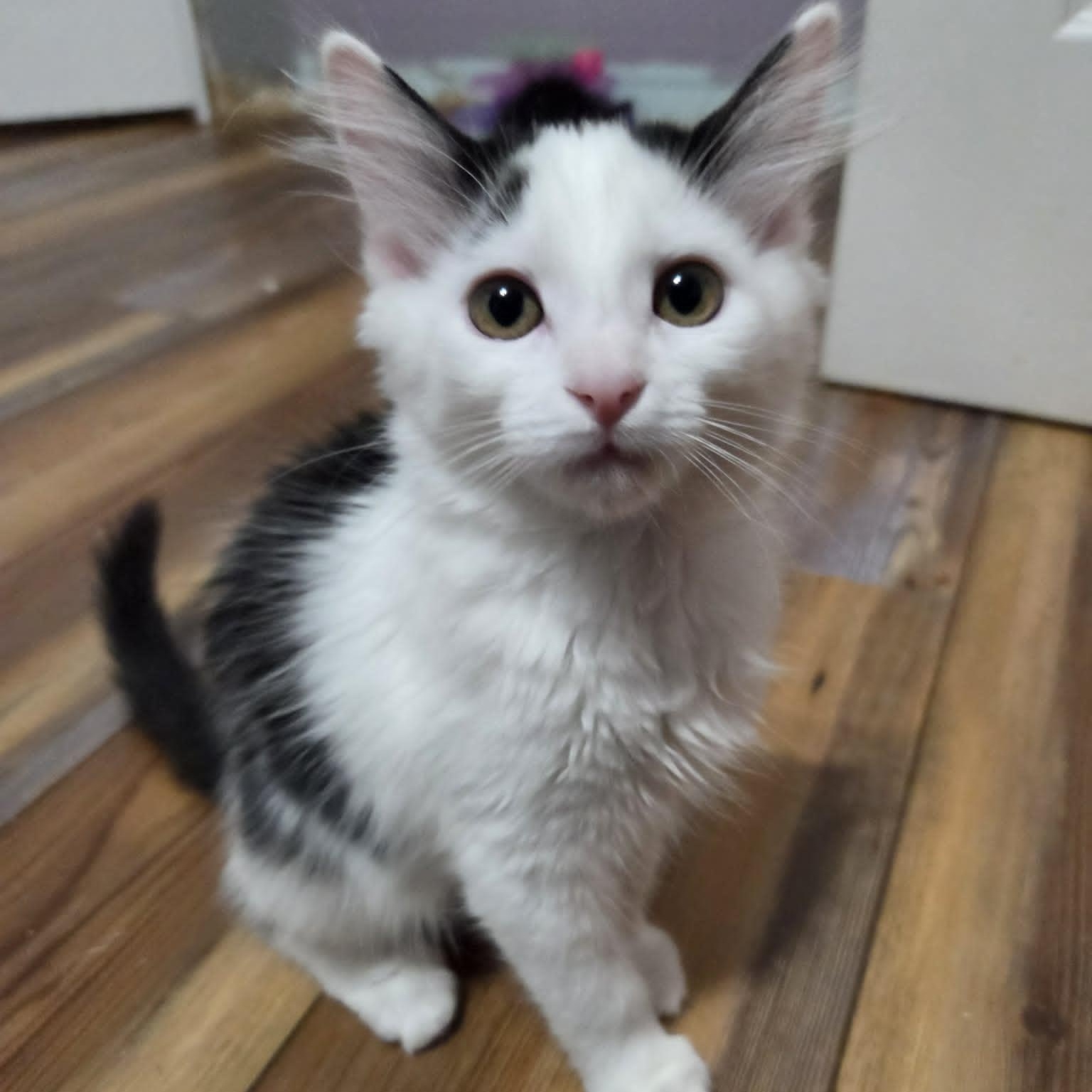SPARROW, an adopted Domestic Medium Hair in Loveland, CO image 4/4