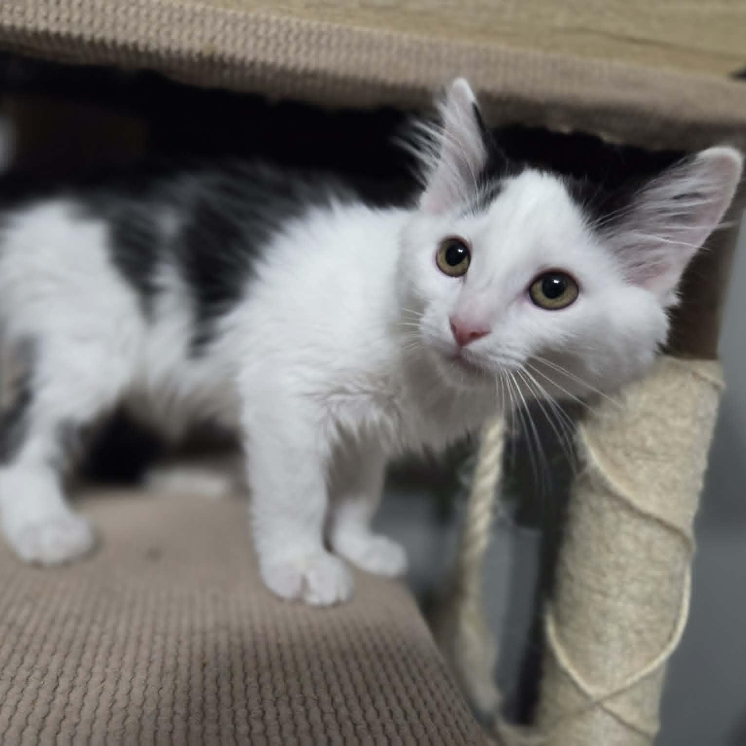 SPARROW, an adopted Domestic Medium Hair in Loveland, CO image 3/4