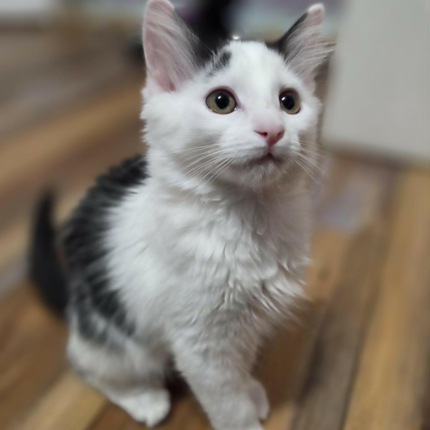 SPARROW, an adopted Domestic Medium Hair in Loveland, CO image 1/4