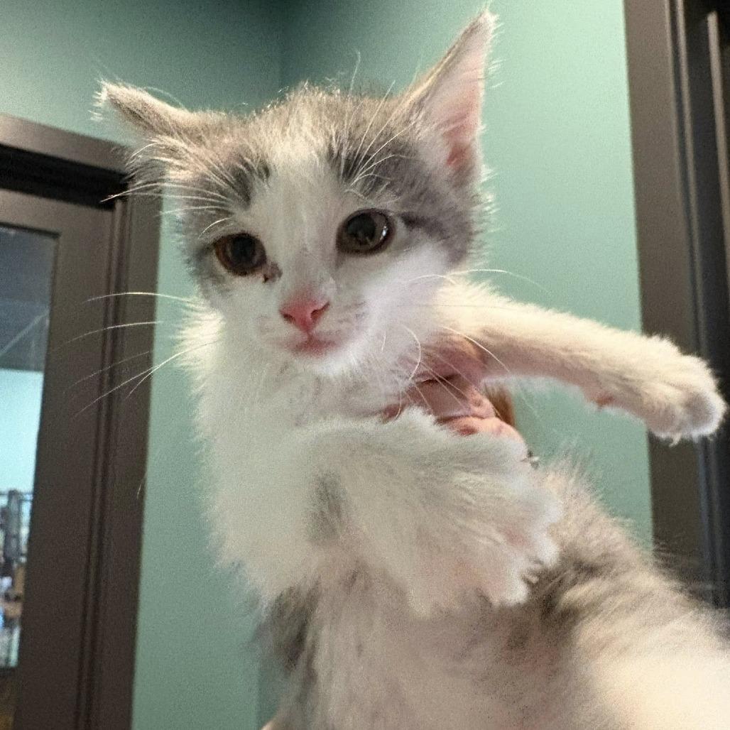 Domino, a Adoptable Domestic Short Hair in Johnstown, PA image 1/2