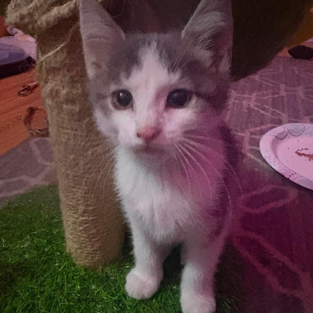 Domino, a Adoptable Domestic Short Hair in Johnstown, PA image 2/2