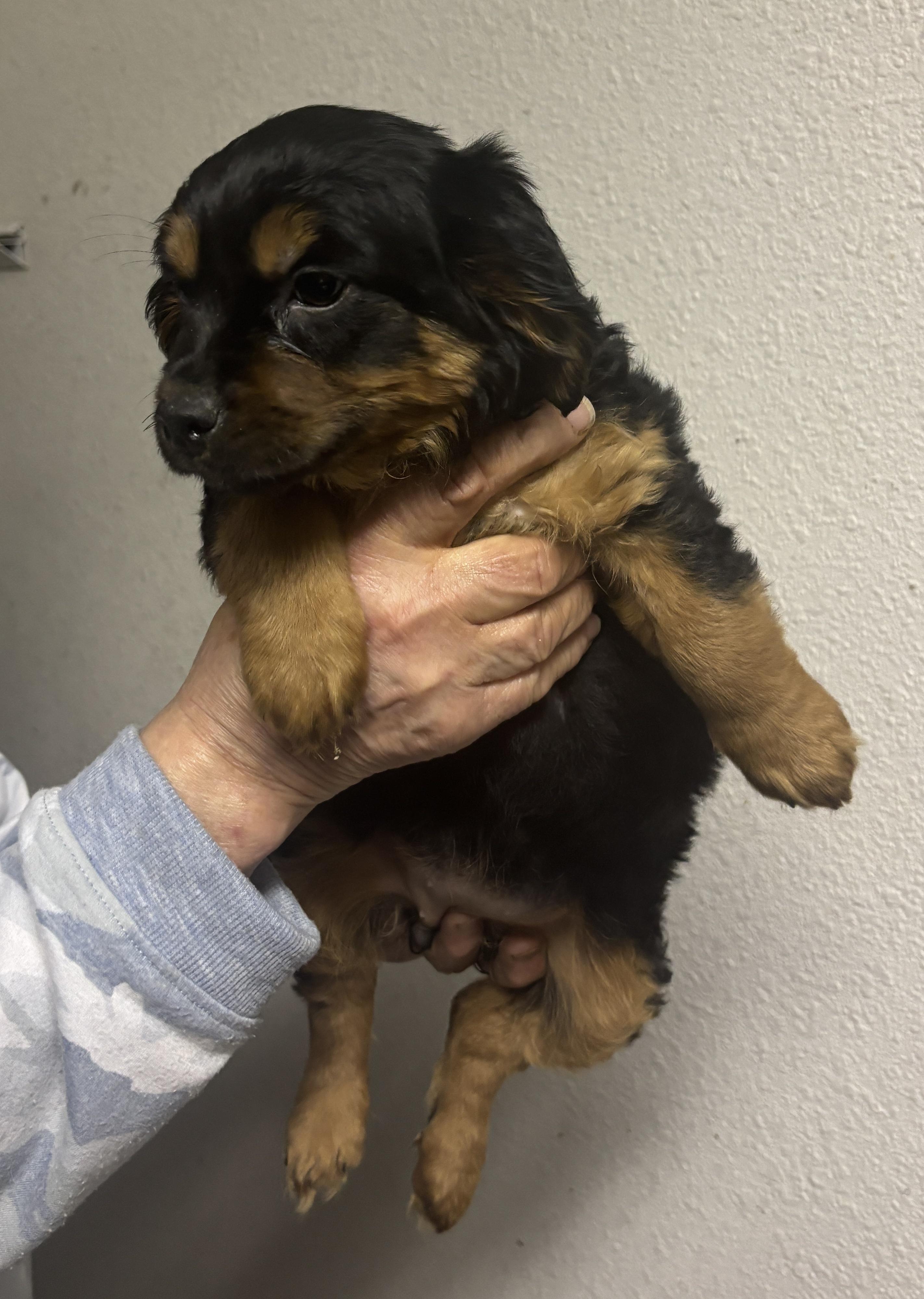 Maxine, adopted, Puppy Female Cocker Spaniel & Chihuahua.