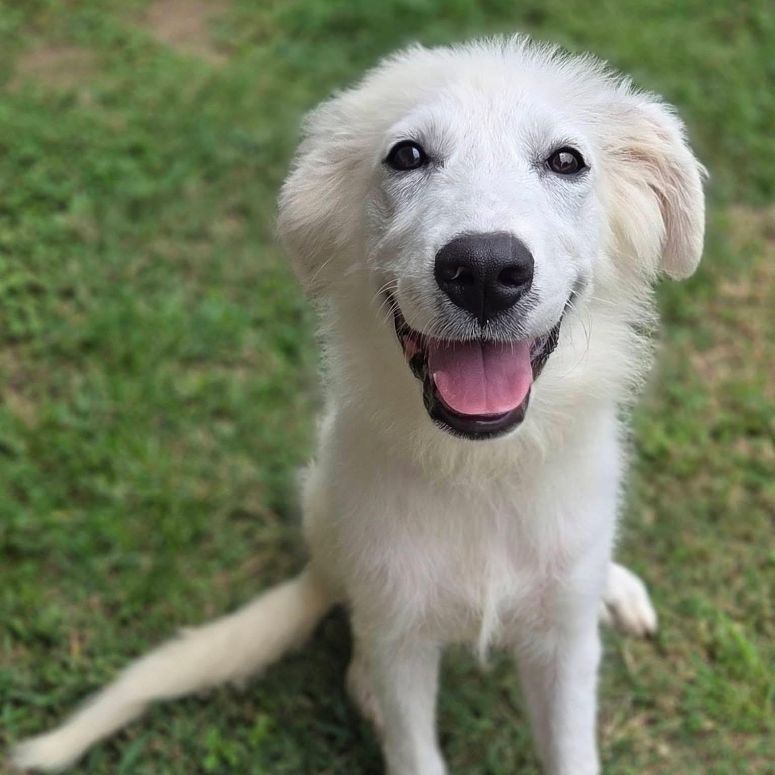 Trixie, a ADOPTABLE Great Pyrenees in Mendham, NJ image 1/4