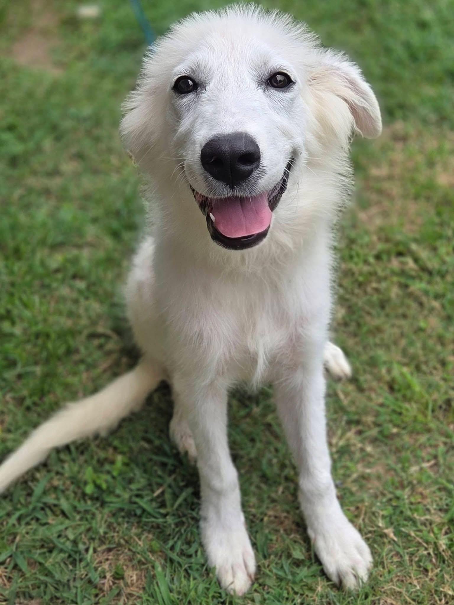 Trixie, a ADOPTABLE Great Pyrenees in Mendham, NJ image 3/4