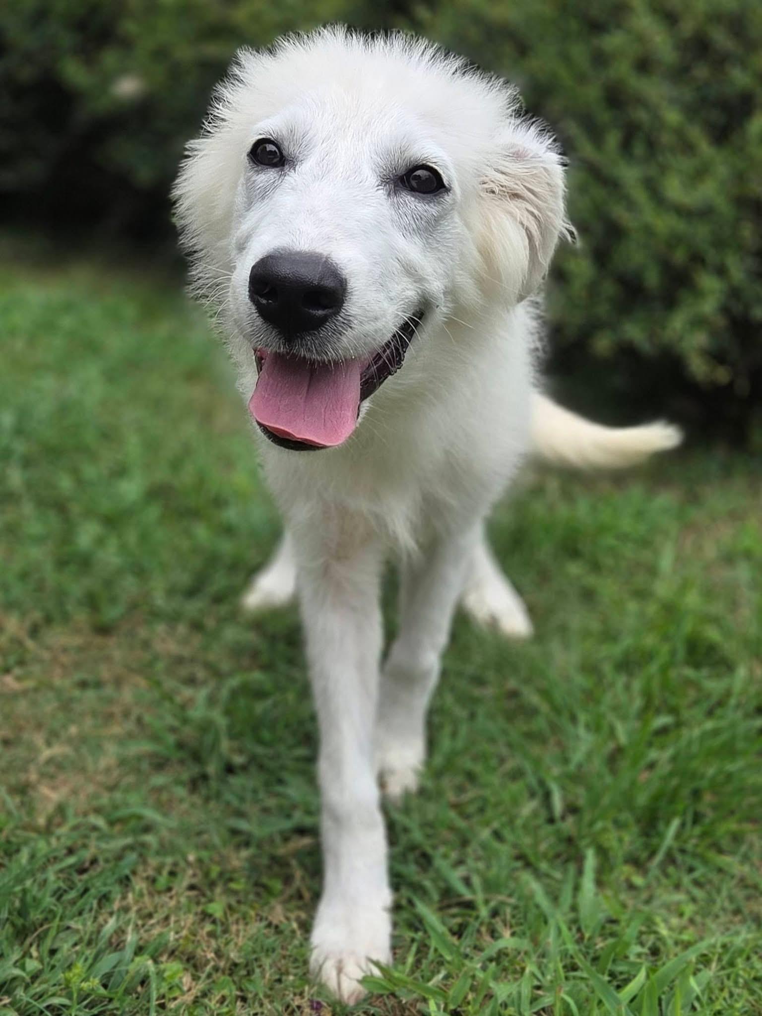 Trixie, a ADOPTABLE Great Pyrenees in Mendham, NJ image 4/4