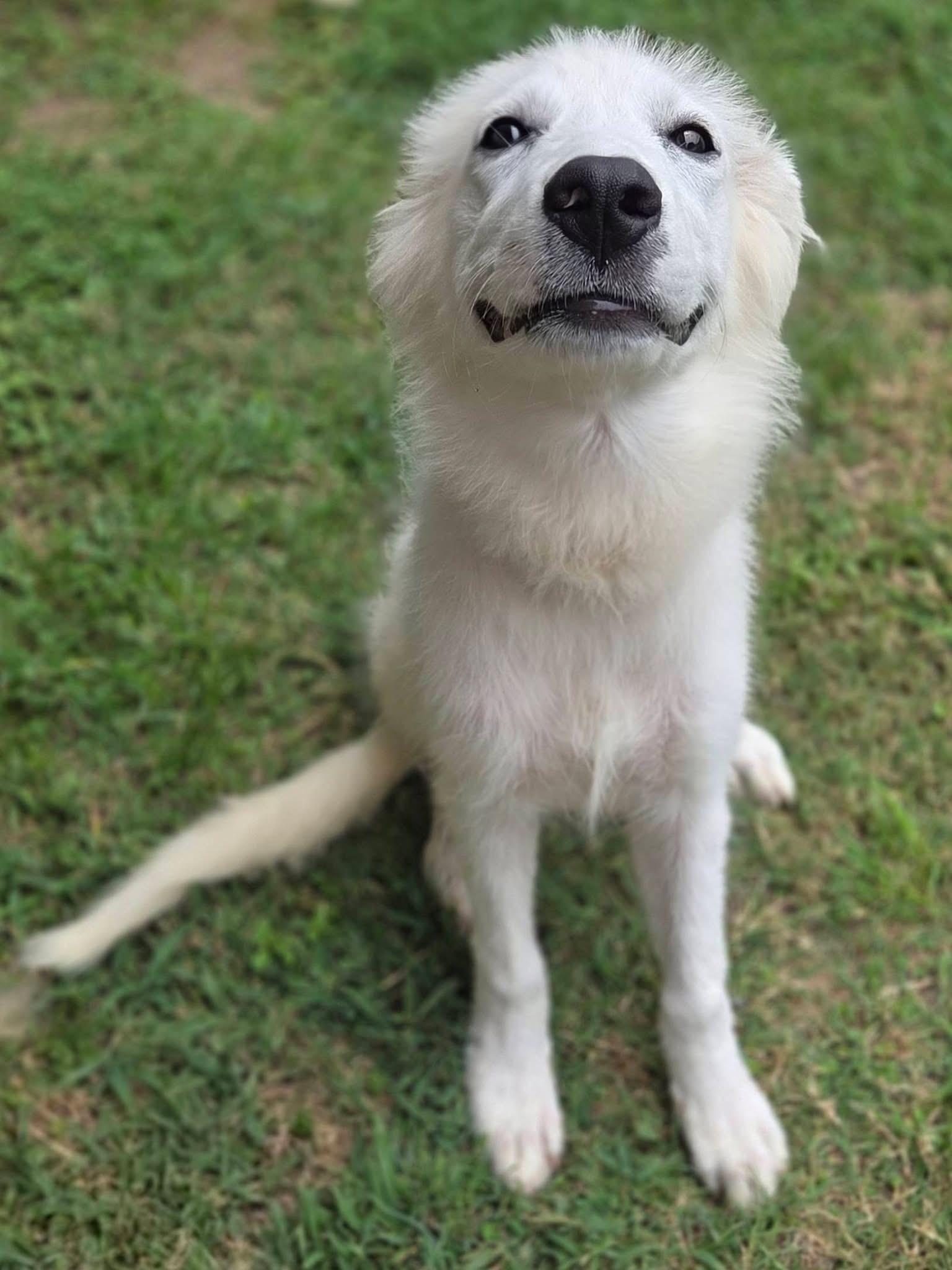 Trixie, a ADOPTABLE Great Pyrenees in Mendham, NJ image 2/4