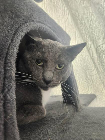 Savanna, Adoptable, Adult Female Domestic Short Hair & Domestic Short Hair.