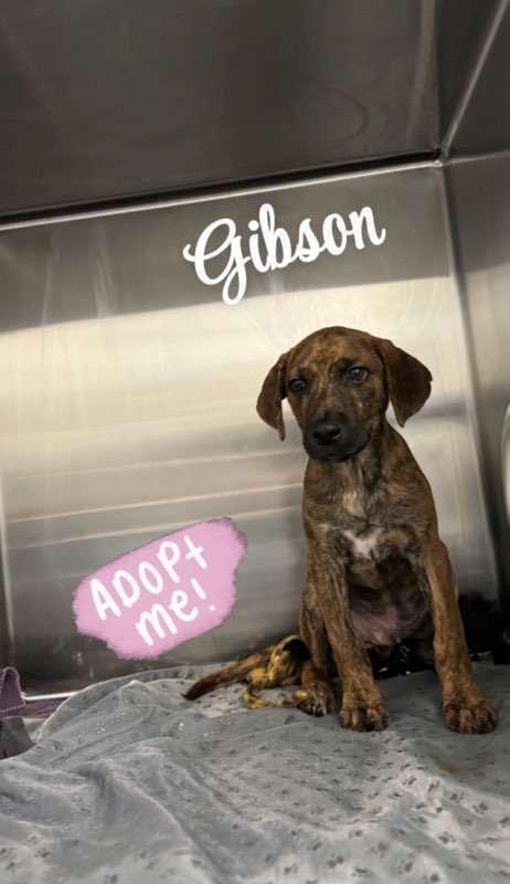 Enlarge Gibson, a Adoptable mixed breed in Tuckerton, NJ image 1/1