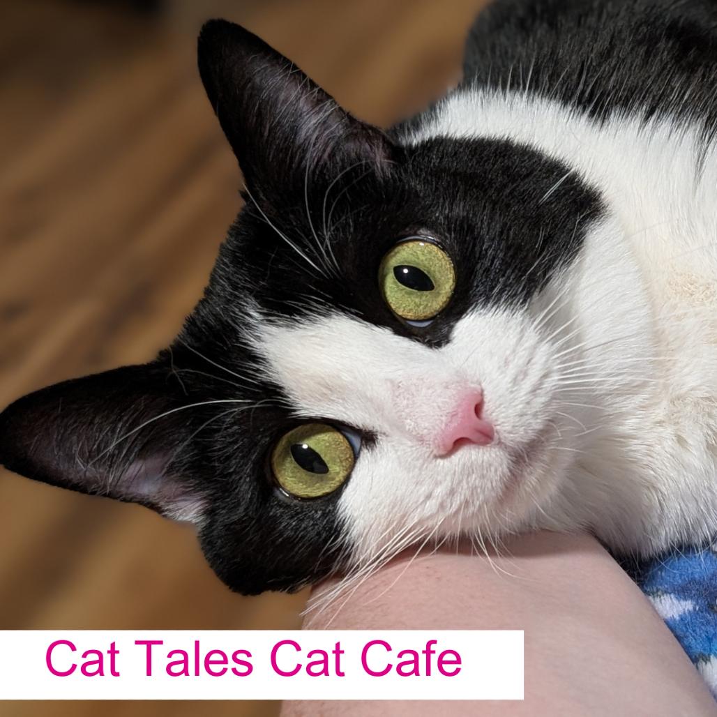Glenda, Adoptable, Adult Female Domestic Short Hair.
