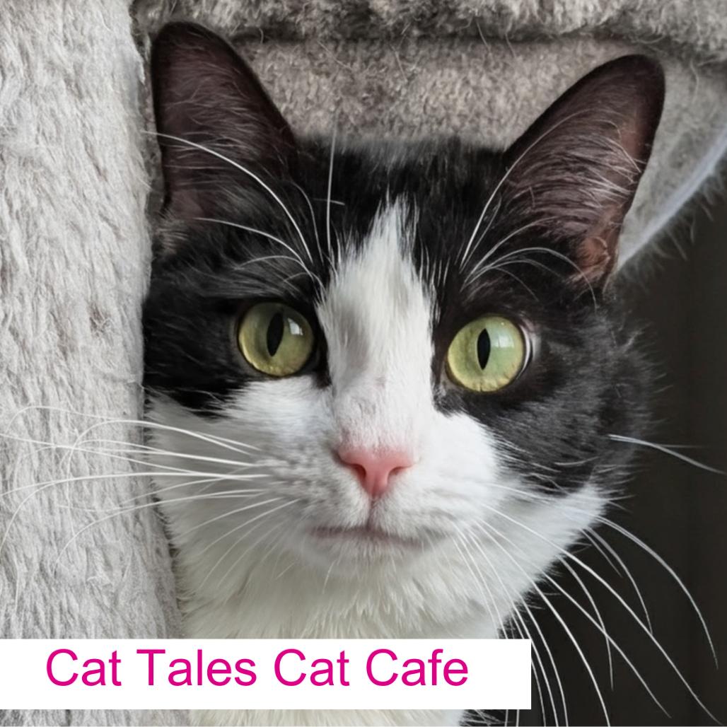 Glenda, a Adoptable Domestic Short Hair in Chapel Hill, NC image 2/2