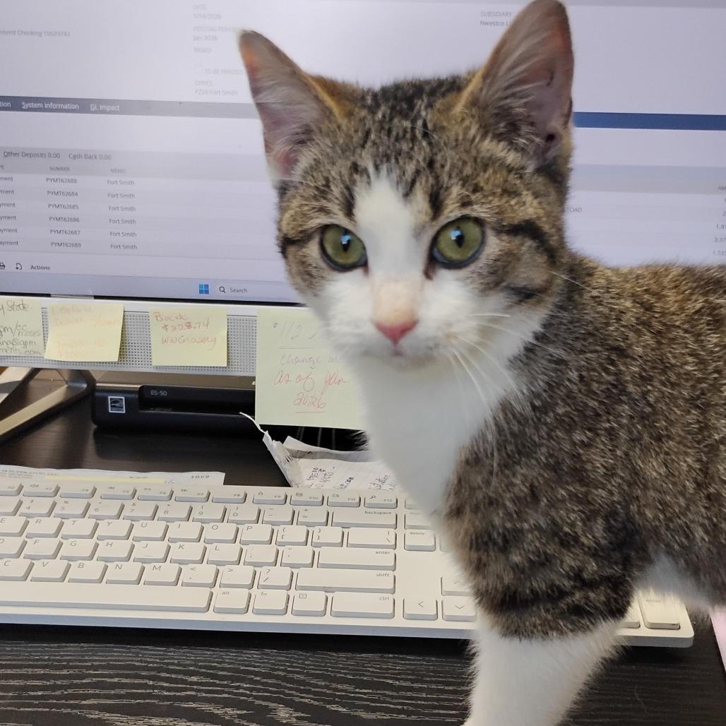 Enlarge Cardi B, a Adoptable Domestic Short Hair in Fort Smith, AR image 1/1