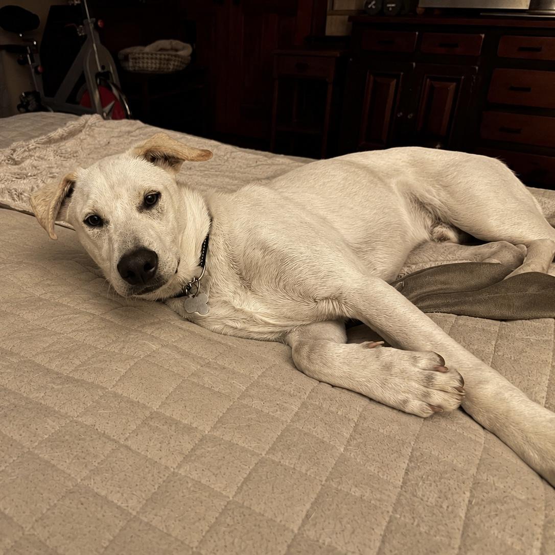 Koda, an adoptable mixed breed in Hillsborough, NJ image 5/5