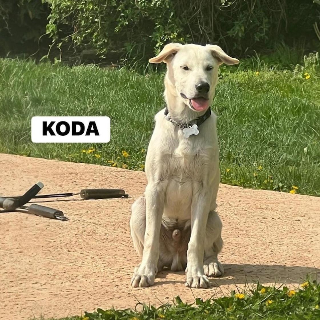 Enlarge Koda, a ADOPTABLE mixed breed in Hillsborough, NJ image 3/4