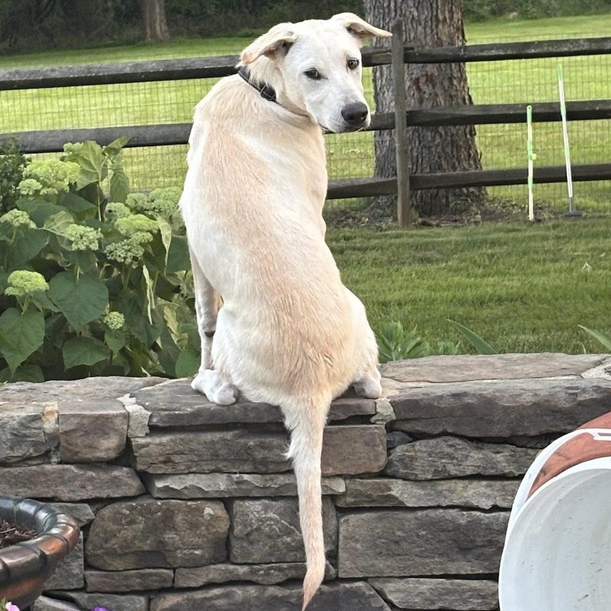 Koda, adoptable, Puppy Male Carolina Dog & Yellow Labrador Retriever.