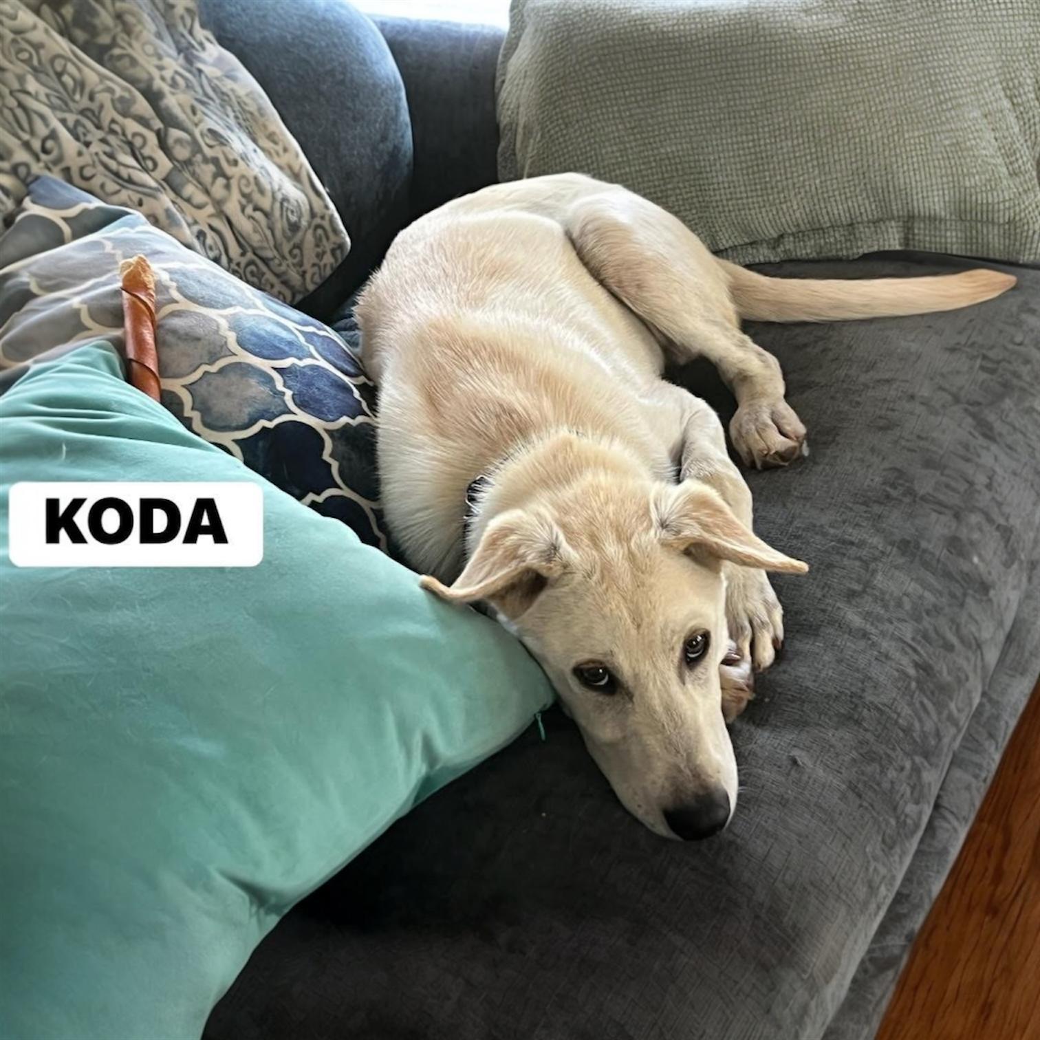 Enlarge Koda, a ADOPTABLE mixed breed in Hillsborough, NJ image 2/4