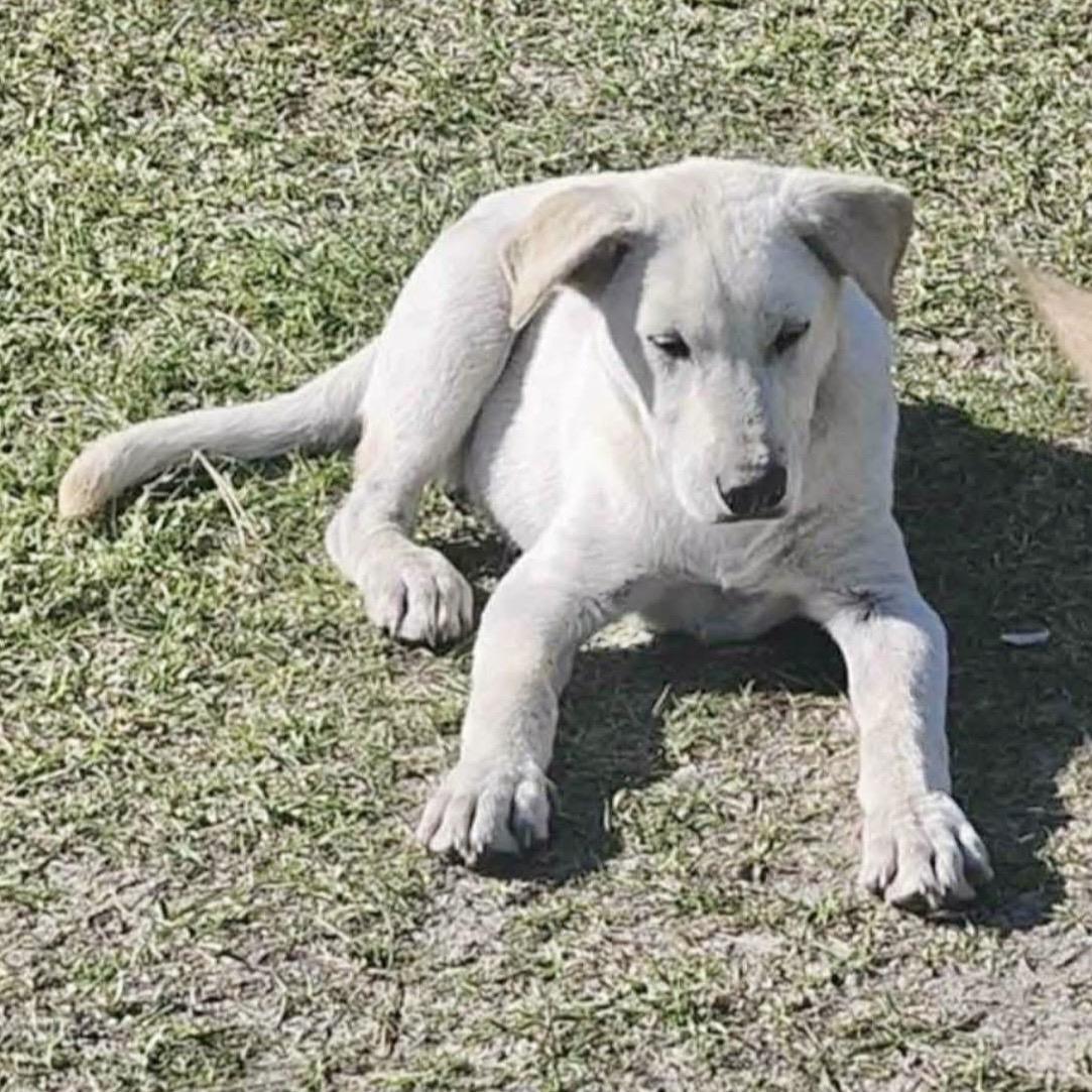 Enlarge Koda, a ADOPTABLE mixed breed in Hillsborough, NJ image 4/4
