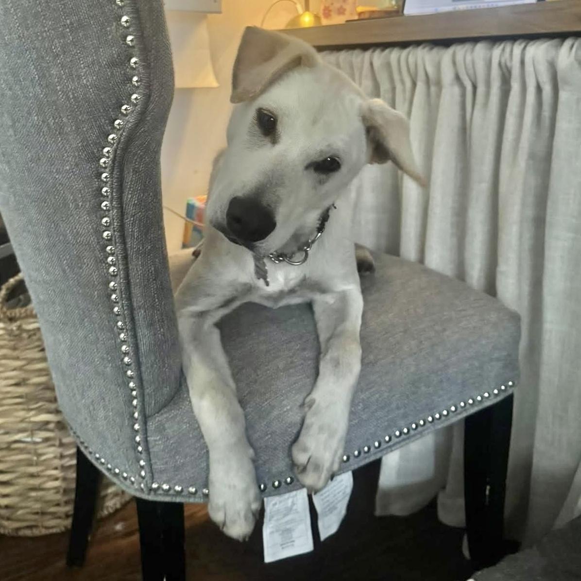 Koda, ADOPTABLE, Puppy Male Carolina Dog & Yellow Labrador Retriever.