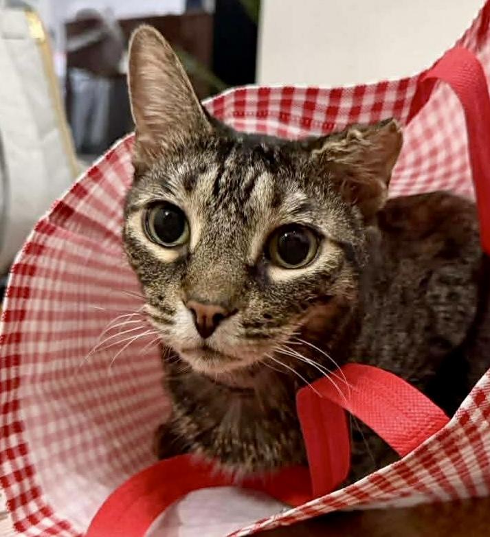 Enlarge Reba - sweet lap cat, a Adoptable Domestic Short Hair in New York, NY image 1/6