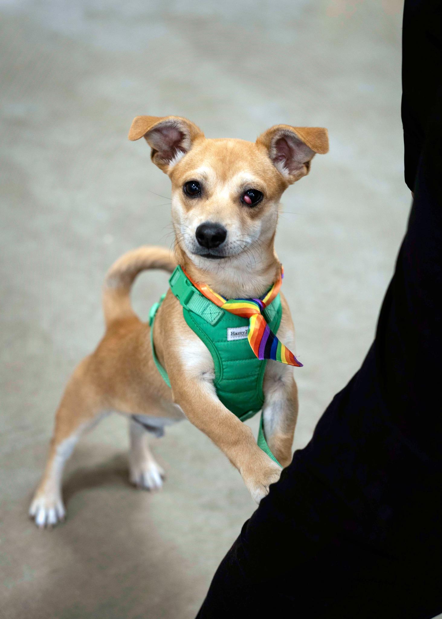 Pippin photo