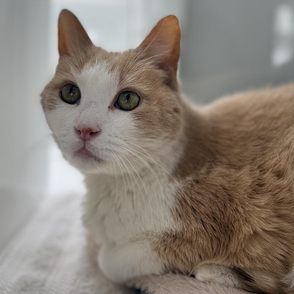 Enlarge Chuck Norris, a Adoptable Domestic Short Hair in Alexandria, VA image 1/6