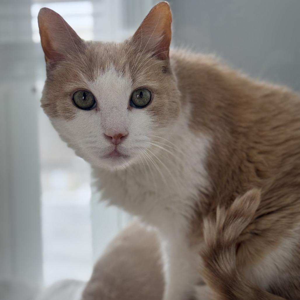 Enlarge Chuck Norris, a Adoptable Domestic Short Hair in Alexandria, VA image 2/6