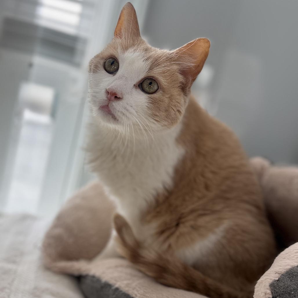 Enlarge Chuck Norris, a Adoptable Domestic Short Hair in Alexandria, VA image 3/6