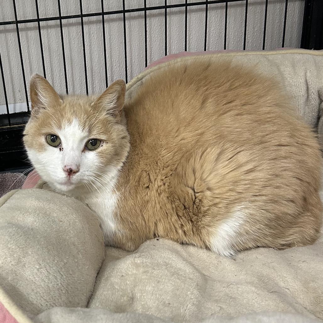 Enlarge Chuck Norris, a Adoptable Domestic Short Hair in Alexandria, VA image 4/6