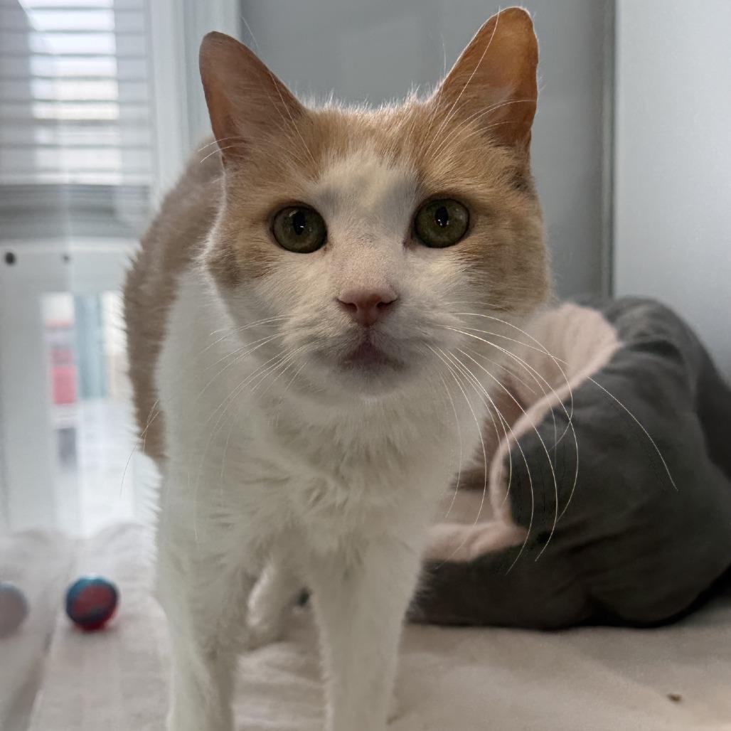 Enlarge Chuck Norris, a Adoptable Domestic Short Hair in Alexandria, VA image 5/6