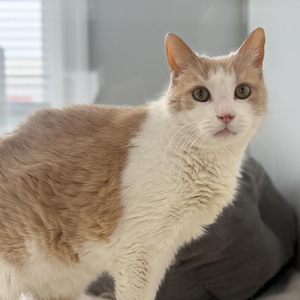 Enlarge Chuck Norris, a Adoptable Domestic Short Hair in Alexandria, VA image 6/6