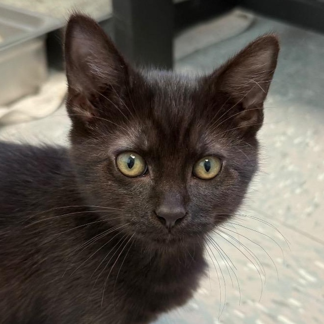 Ducky, Adoptable, Kitten Male Domestic Short Hair.