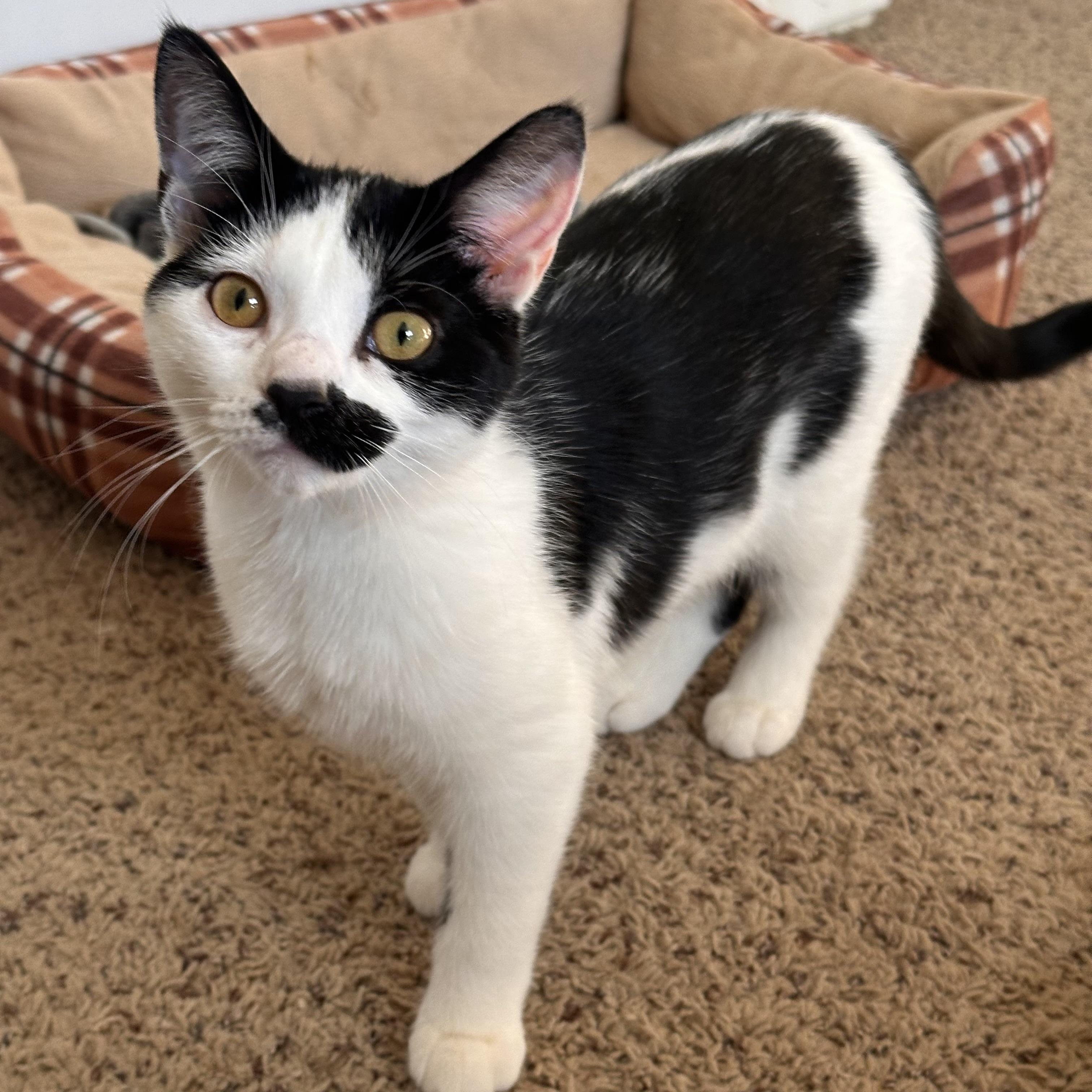 Eloise, a Adoptable Domestic Short Hair in Lexington, KY image 1/5