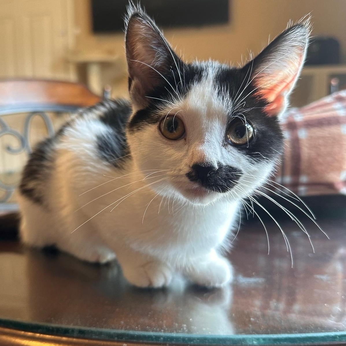 Eloise, a Adoptable Domestic Short Hair in Lexington, KY image 3/5