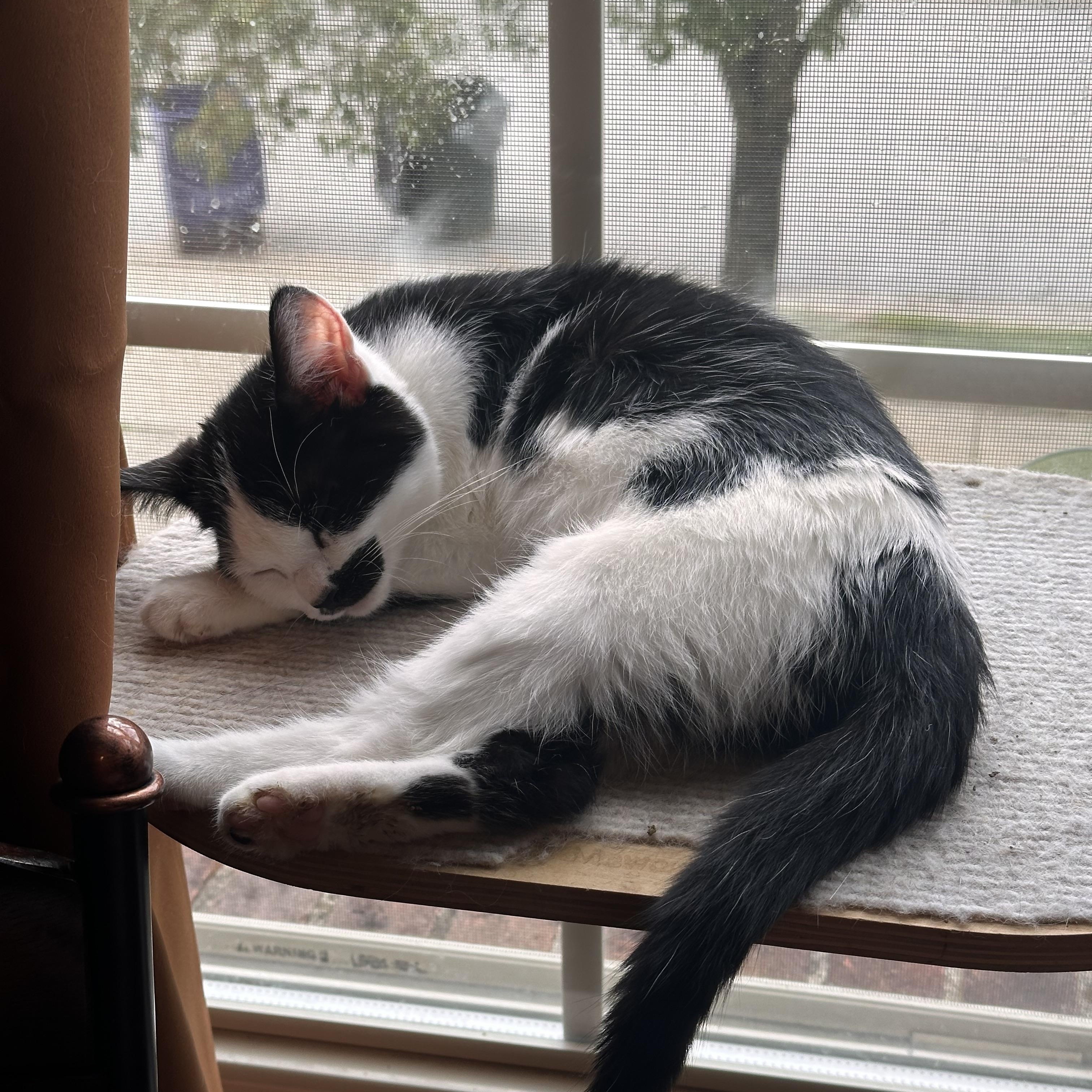 Eloise, a Adoptable Domestic Short Hair in Lexington, KY image 4/5