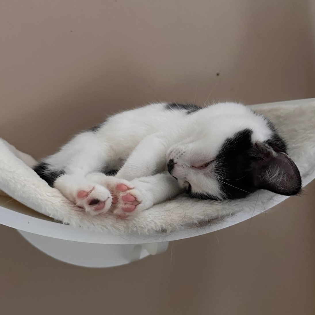 Eloise, a Adoptable Domestic Short Hair in Lexington, KY image 5/5