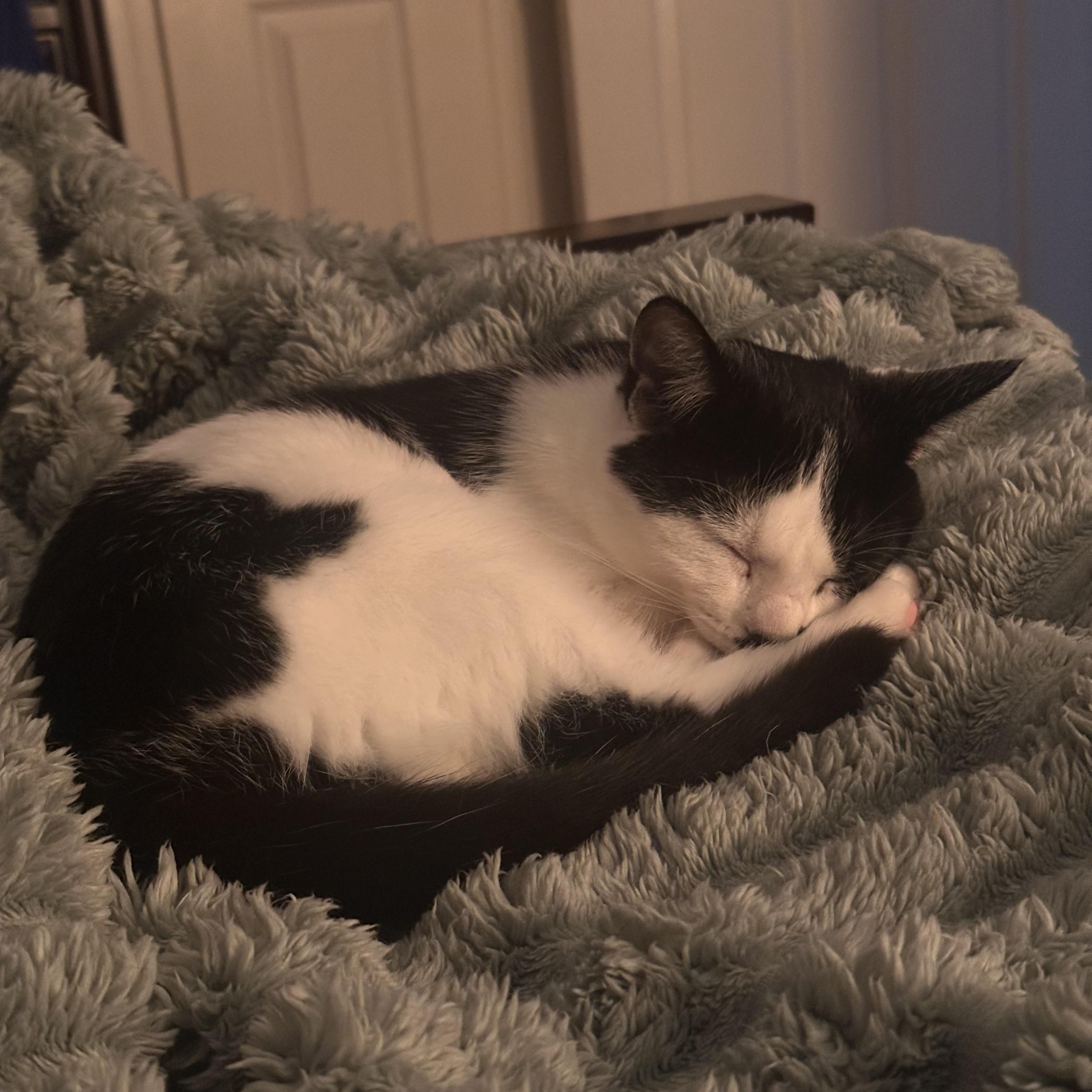 Eloise, a Adoptable Domestic Short Hair in Lexington, KY image 2/5