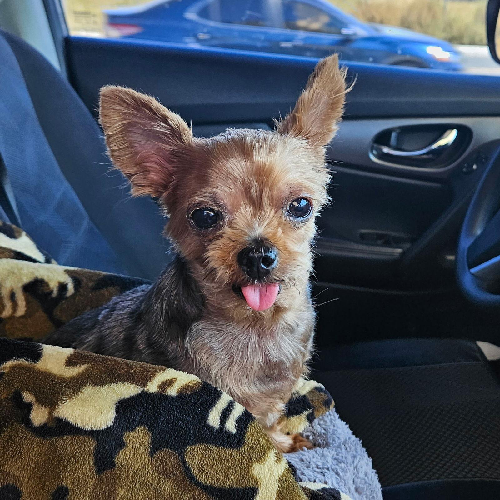 Enlarge Shilo, a Adoptable Yorkshire Terrier in Fullerton, CA image 1/3