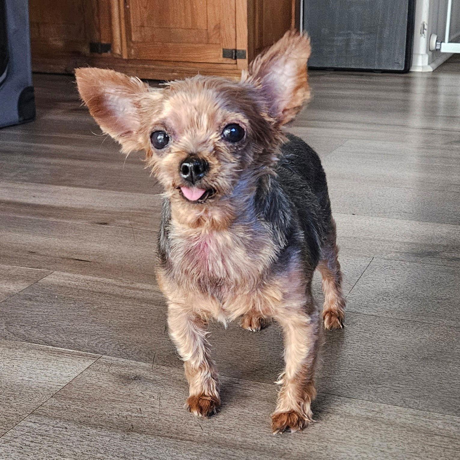 Enlarge Shilo, a Adoptable Yorkshire Terrier in Fullerton, CA image 2/3