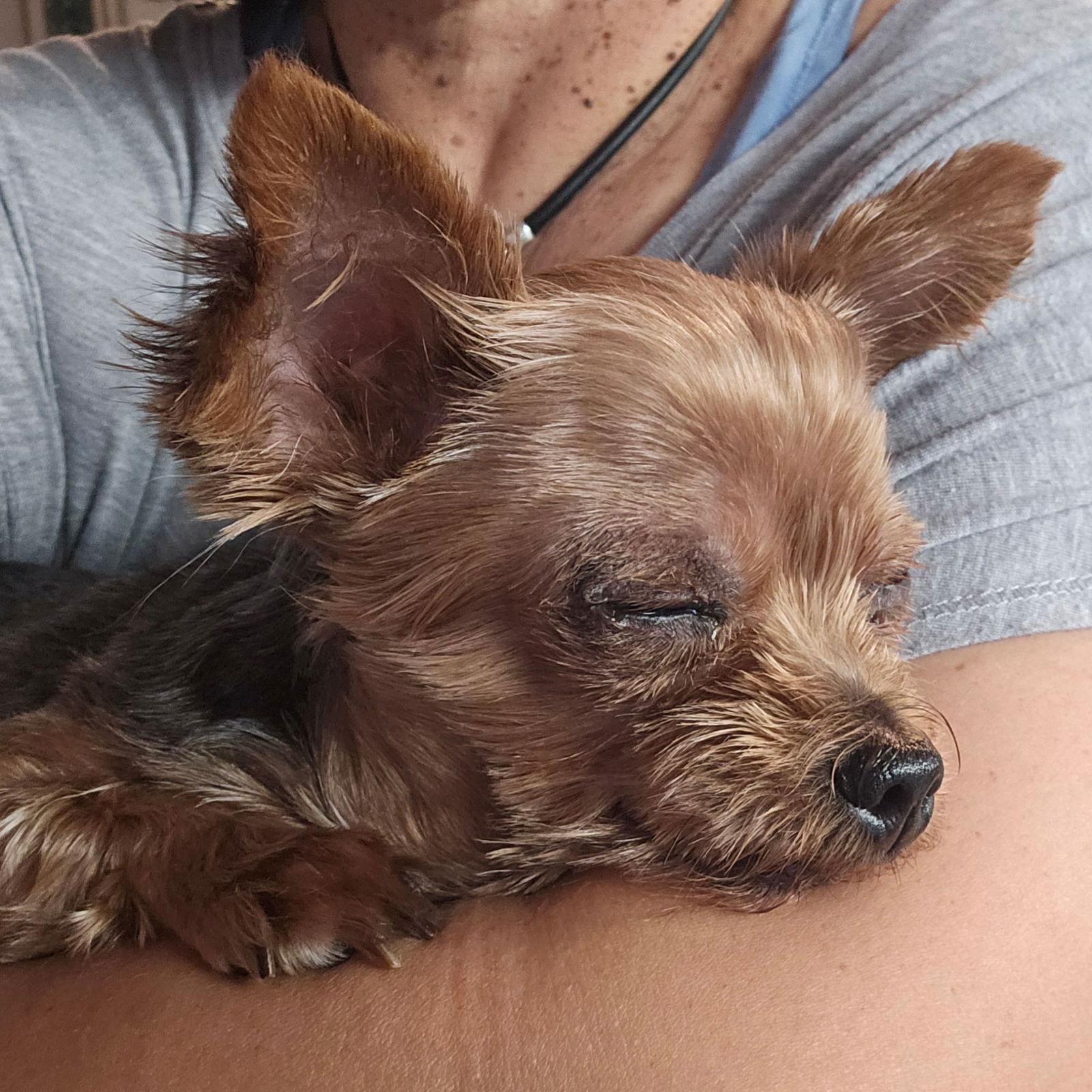 Enlarge Shilo, a Adoptable Yorkshire Terrier in Fullerton, CA image 3/3