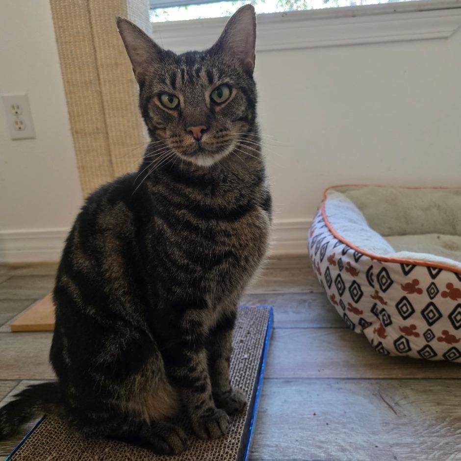 Enlarge Abe A25-224, a Adoptable Domestic Short Hair in SANTA ROSA BEACH, FL image 1/2