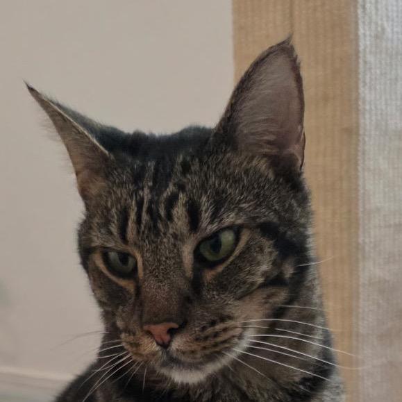 Enlarge Abe A25-224, a Adoptable Domestic Short Hair in SANTA ROSA BEACH, FL image 2/2