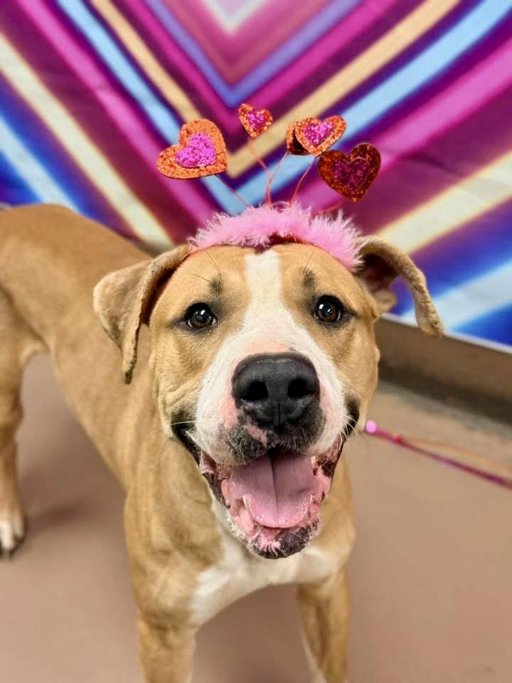 Shiffrin, adopted, Adult Male Pit Bull Terrier.