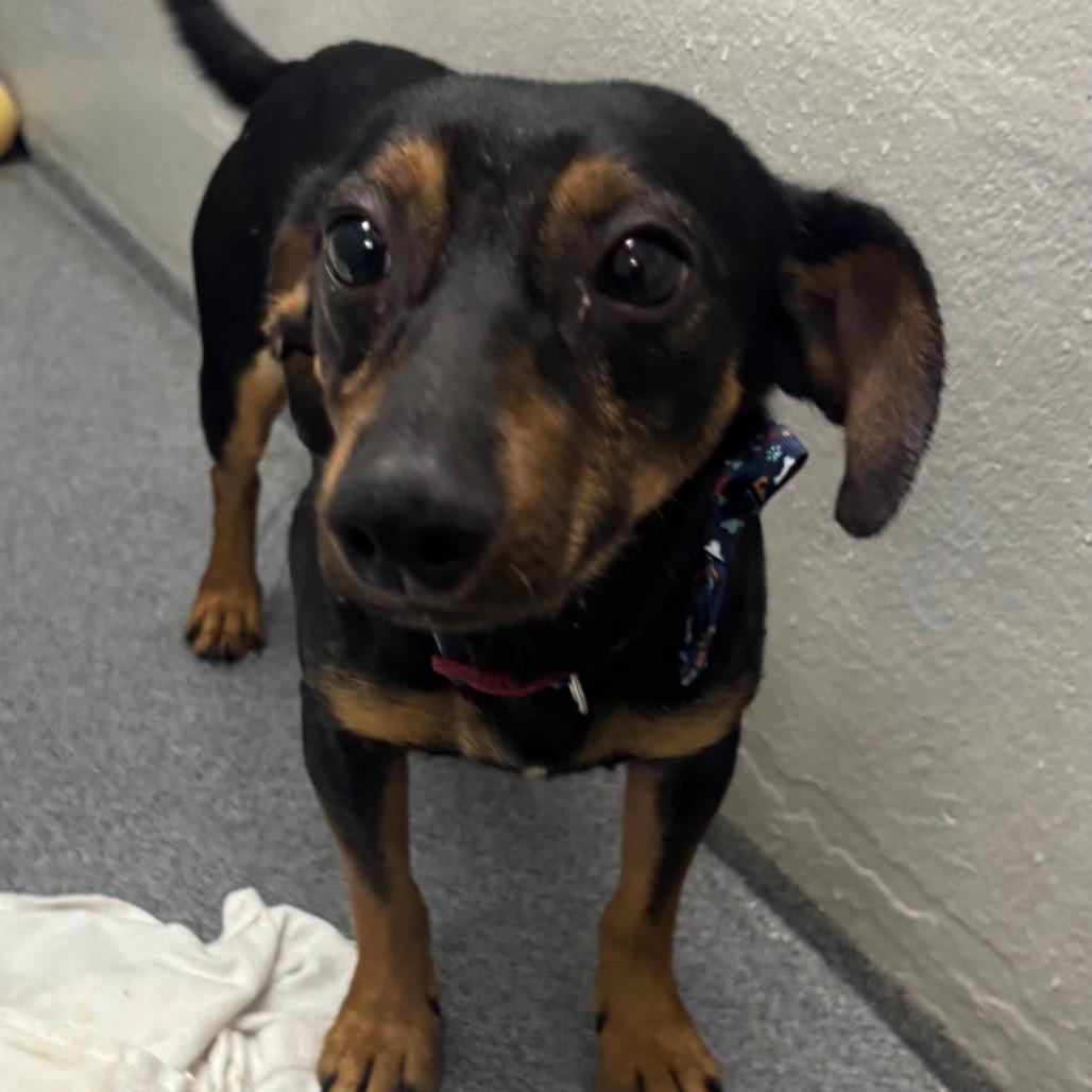 Blitz, Adoptable, Adult Male Dachshund & Mixed Breed.