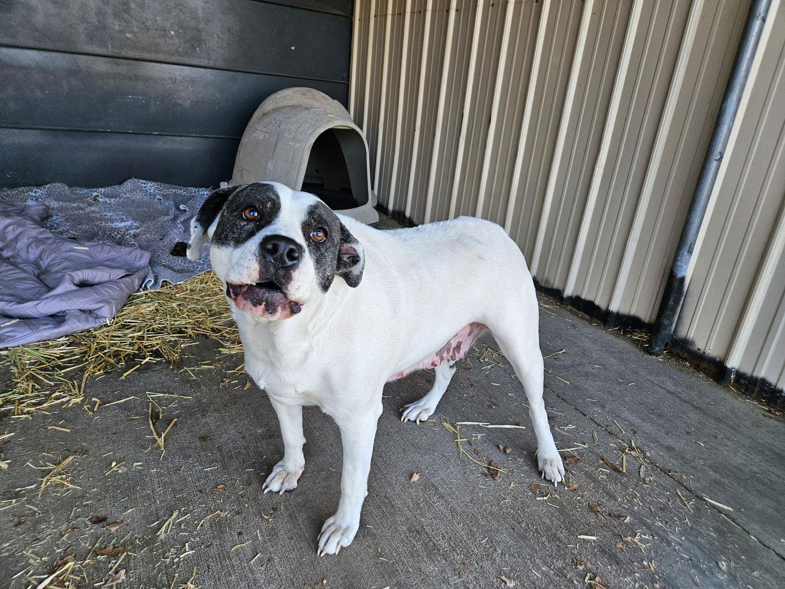 Enlarge Zoe, a Adoptable Pit Bull Terrier in Monte Vista, CO image 1/3