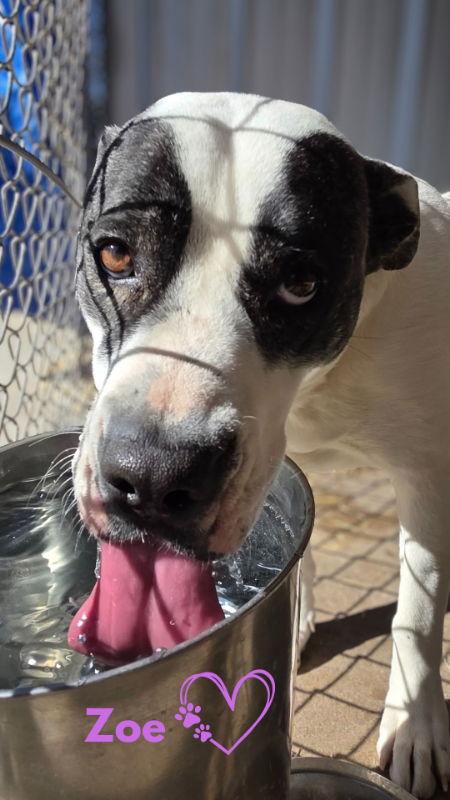 Enlarge Zoe, a Adoptable Pit Bull Terrier in Monte Vista, CO image 2/3