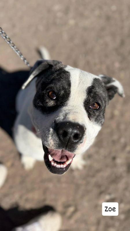Zoe, Adoptable, Adult Female Pit Bull Terrier.